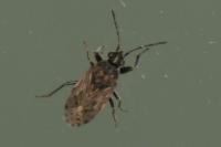 Peritrechus