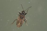 Peritrechus
