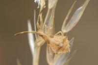 Syromastus rhombeus