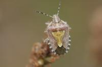 Dolycoris baccarum