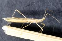 Berytinus hirticornis