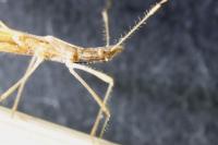 Berytinus hirticornis