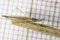 Berytinus hirticornis