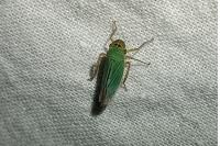 Cicadella viridis