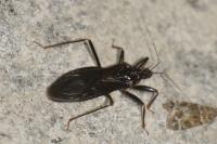 Reduvius personatus