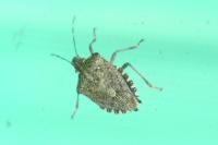 Halyomorpha halys