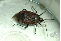Deraeocoris olivaceus