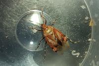 Deraeocoris olivaceus