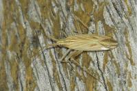 Miridius quadrivirgatus