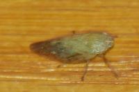 Aphrophora