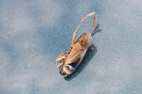 Notonecta glauca