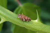 Philaenus spumarius