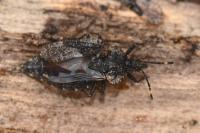 Aradus betulae