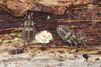 Aradus betulae
