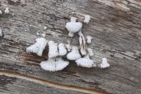 Aradus betulae