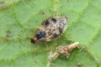 Dictyla humuli