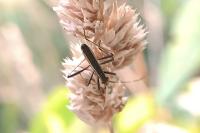 Micrelytra fossularum