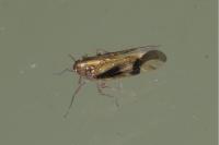 Euides speciosa