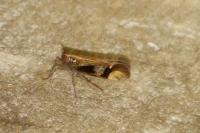 Euides speciosa