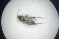 Xanthochilus quadratus