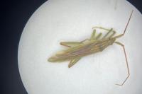 Stenodema calcarata