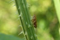 Philaenus spumarius