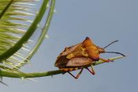 Carpocoris mediterraneus