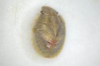 Eurygaster