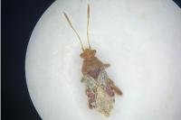 Rhopalus subrufus