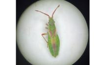 Myrmus miriformis