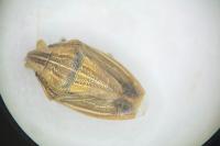 Aelia acuminata