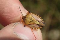 Carpocoris mediterraneus