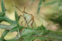 Carpocoris mediterraneus