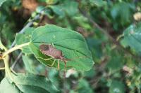 Gonocerus acuteangulatus