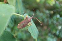 Gonocerus acuteangulatus