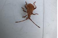 Coreus marginatus