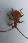 Coreus marginatus