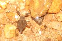 Nepa cinerea