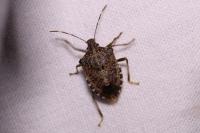 Halyomorpha halys