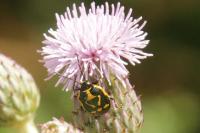 Eurydema oleracea