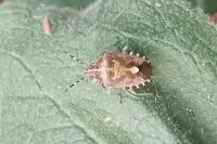Dolycoris baccarum