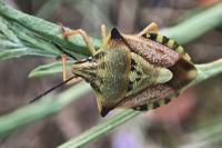 Carpocoris mediterraneus