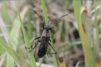 Alydus calcaratus