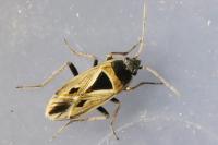 Xanthochilus quadratus