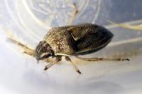 Neottiglossa pusilla