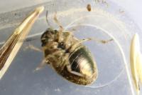 Neottiglossa pusilla