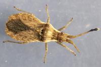 Spathocera lobata