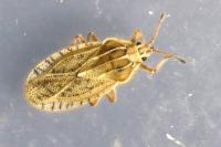 Tingis pilosa