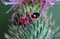 Lygaeus equestris/simulans