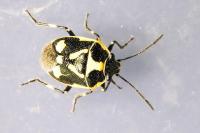 Eurydema oleracea